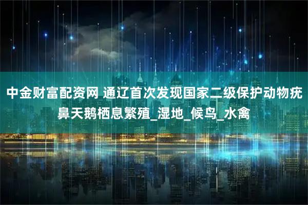 中金财富配资网 通辽首次发现国家二级保护动物疣鼻天鹅栖息繁殖_湿地_候鸟_水禽